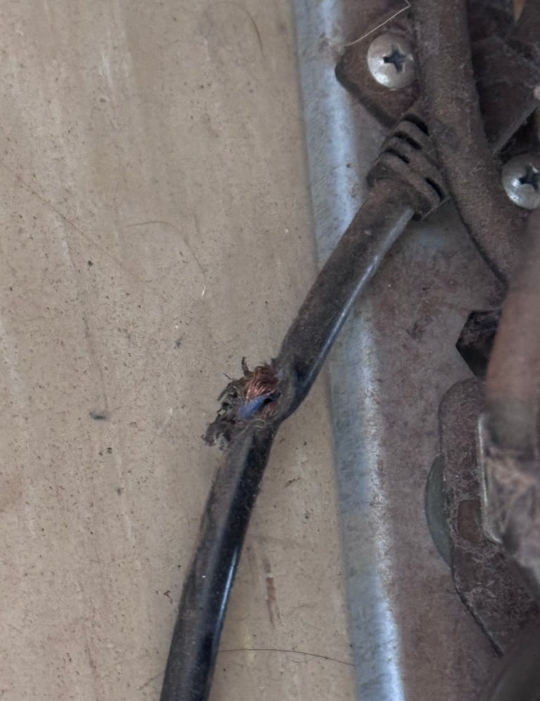 A small bat clinging to a dark cable or wire near a metal bracket on a concrete surface